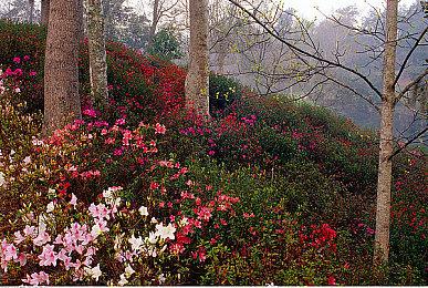 《星球大战：旧共和国武士重制版》未被取消 但并不乐观